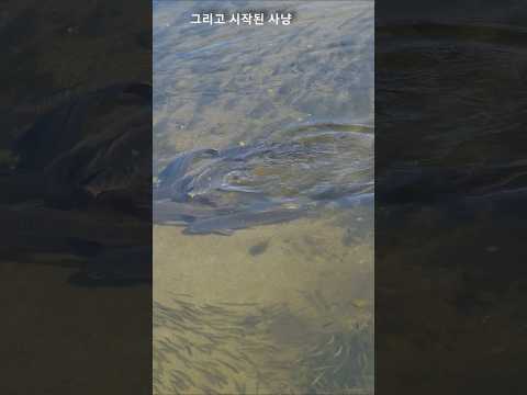 수천마리의 치어… 가마우지 포식 장면