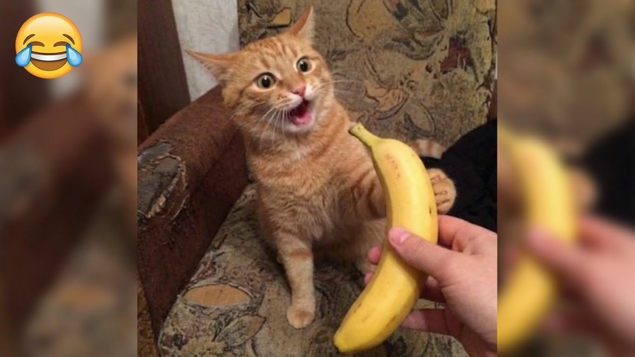 Новейшие смешные видео с животными 😂 Большой сборник кошек и собак 🐱🐶 #2