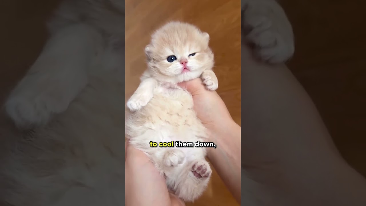 Ever Wondered How Cats SWEAT? 🐾💦