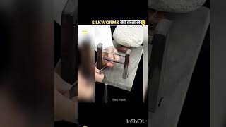 silkworms ka kamal 🙄😲