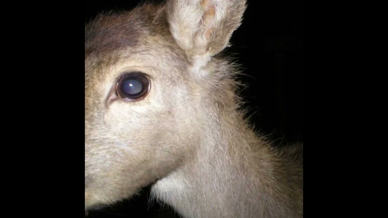 Lana Del Rey - White Feather Hawk Tail Deer Hunter - (Sonic Summon Version)