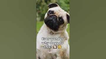 Why Dogs Really Tilt Their Heads