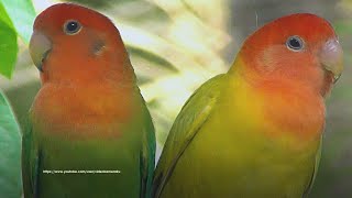 Download Lagu Lovebird's Call Sounds - Rosy-faced Lovebirds - Melon and Lemon 2023 MP3 Download Lagu Lovebird's Call Sounds - Rosy-faced Lovebirds - Melon and Lemon 2023 MP3