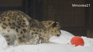Snow Leopards are playing with ball~浮き球で遊ぶユキヒョウ
