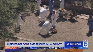 Hundreds of dogs and cats rescued from L.A. County property