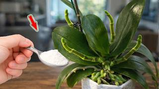 Just 1 Spoonful! Even The Weakest Orchids Will Sprout And Bloom Beautifully! screenshot 1
