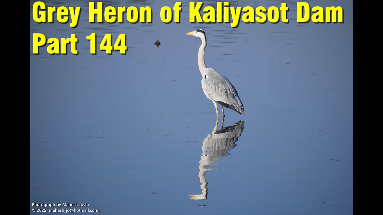 Grey Heron of Kaliyasot Dam - Part 144