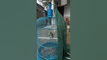 perawatan anak burung cendet biar tidak miyik #shors #burungcendet #bolang #cendeters #kicaumanian