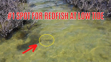 #1 Spot To Quickly Find Redfish At Low Tide