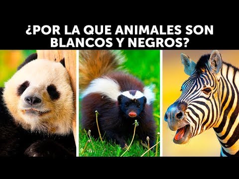 Video: Que Animales Son Blancos
