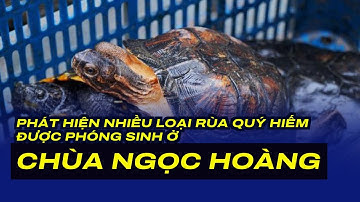 Phát hiện nhiều loại rùa quý hiếm được phóng sinh ở chùa Ngọc Hoàng