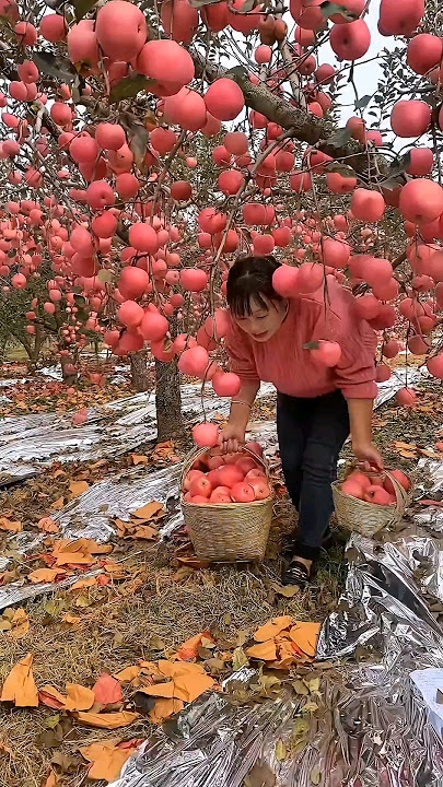 Juicy Sweet Red Fuji Apples #satisfying #fruit #agriculture