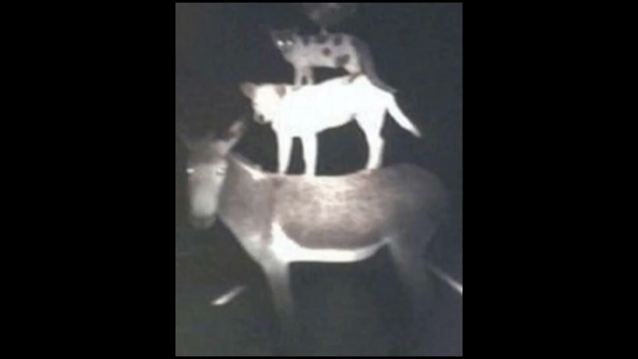 (FREE) KEN CARSON TYPE BEAT