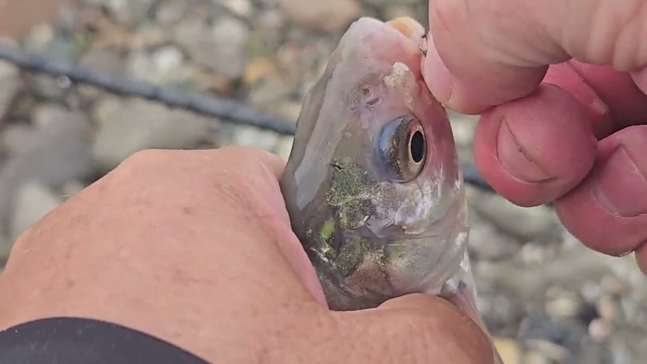 Pescuit la metod  feeder pe lacul Izvorul  Muntelui  (peste dupa peste)