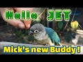 Green Cheek Conure: Meet Micks new playfull buddy Jet. #petparrot 