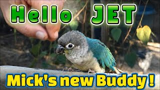 Green Cheek Conure: Meet Micks new playfull buddy Jet. #petparrot 