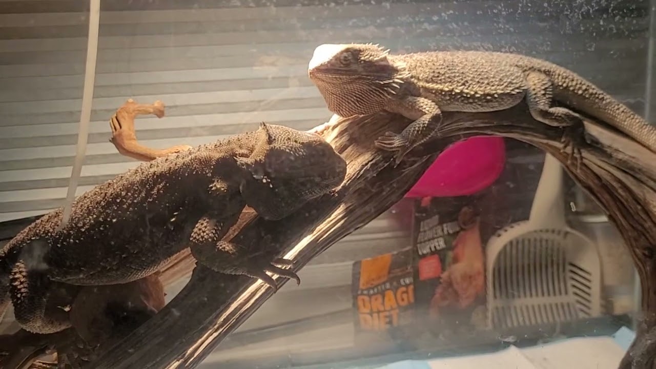 Bible Adventure Land