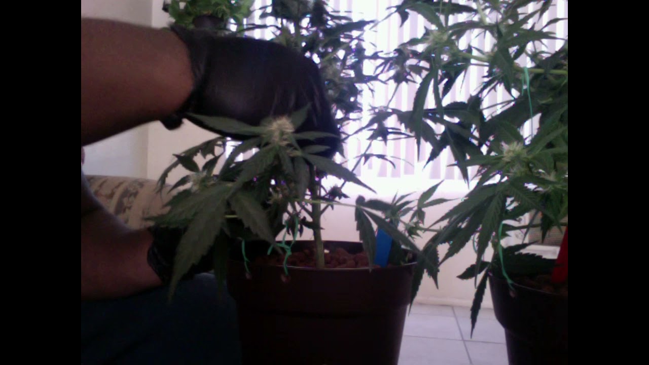 Cannabis training: Early flowering stage week 2