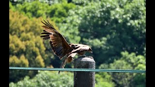 2024年5月3日芦田川！トンビが交尾してましたよ～でも…動画は交尾後の様子です！残念編