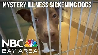 Bay Area pet owners on edge about mystery illness sickening dogs across the US