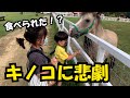 【悲劇】ワールド牧場でキノコと間違えて食べられる！？