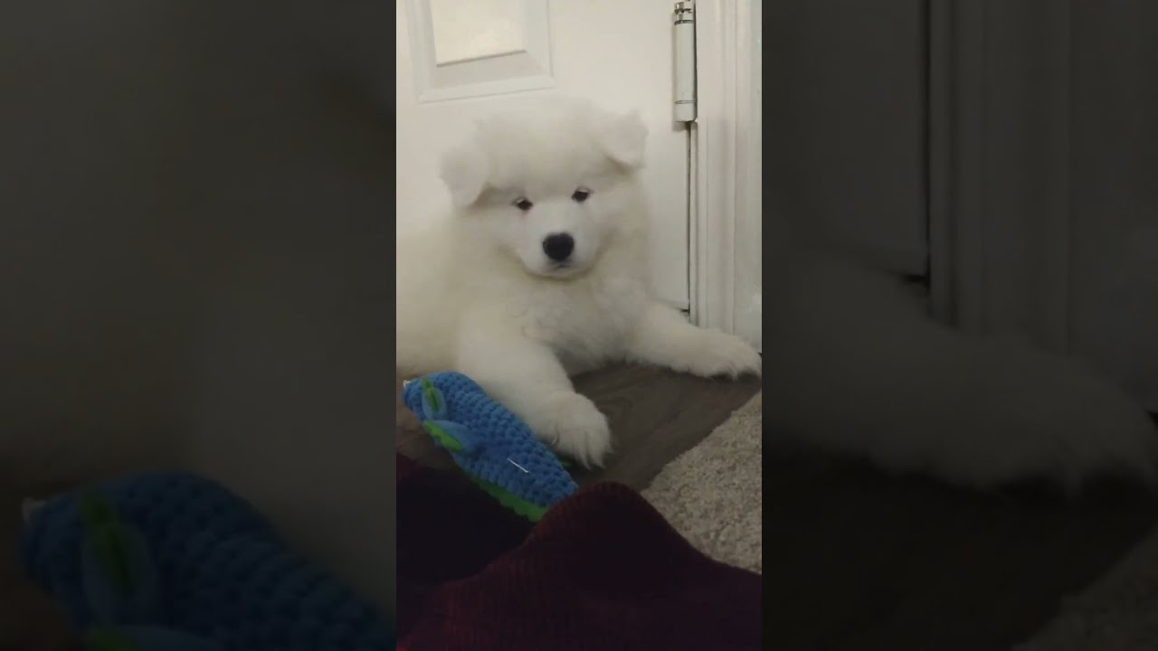 puppy hates piano YouTube