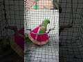 beautiful 😍 parrot 🦜 #follow #talkingparot #cutebird #birds #cuteparrot #parrotlover #mithukibatain