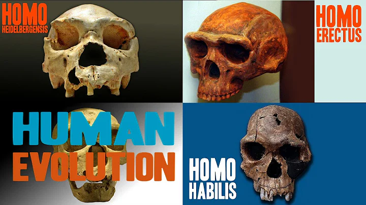 Facts about Human Evolution - DayDayNews
