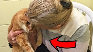 Woman Adopts Shelter Cat, Then Goes Back For His Old Friend!