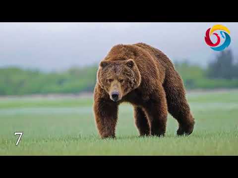 საინტერესო და გასაოცარი 12 ფაქტი ცხოველებზე - შემეცნებითი სამყაროს