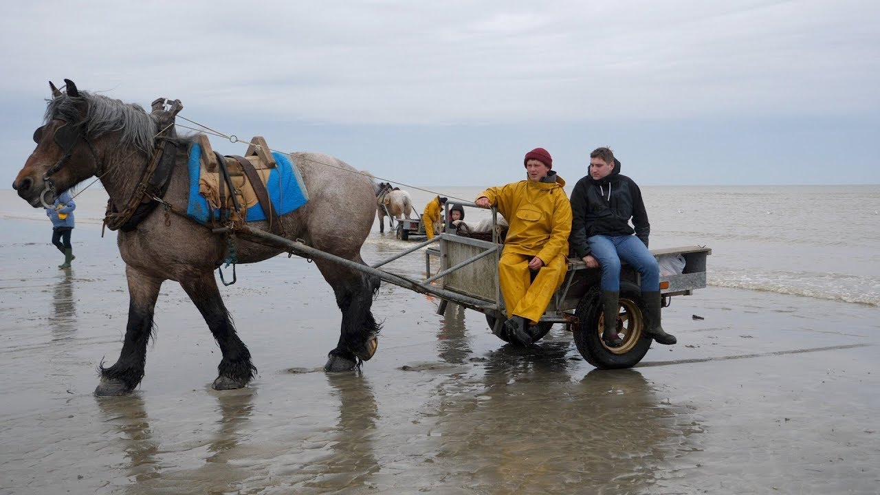 In Belgien fischt man Krabben vom Pferderücken aus!・V2og #16