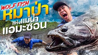 ล่าปลาหมาป่าแห่งลุ่มน้ำแอมะซอน! ฟันคมไม่แพ้ปิรันย่า! Aimara Wolf Fish!! [สาระตั้ม-Thumbntk]