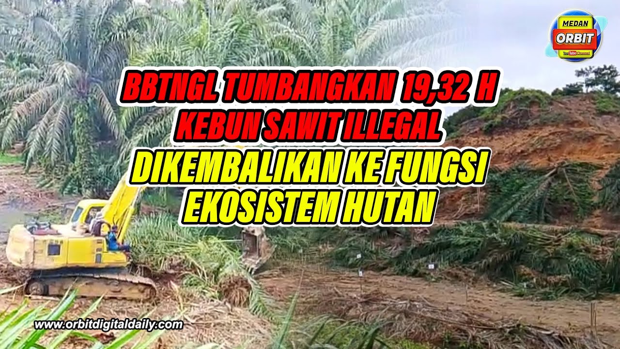 BBTNGL TUMBANGKAN 19,32 HEKTARE KEBUN SAWIT ILLEGAL, DIKEMBALIKAN KE FUNGSI EKOSISTEM HUTAN