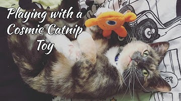 Cat Playing With Cosmic Catnip Alien Toy