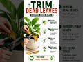 Plant Care Hacks That Actually Work 🌿#plantcare #facts #viral #trending #plantcare #plantgoals