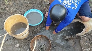 Giải cứu cá rô đồng mắc cạn (T135) cái vũng nước nhỏ nhưng nhiều sinh mạng nhỏ bé 