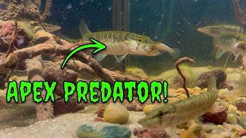 Het creëren van een 150 liter aquarium met roofdieren! (Baars, snoekbaarzen en MEER!)