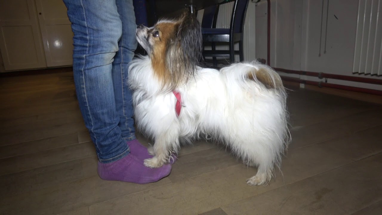 Clickertraining, Tricks, Hunde Rolle, Kaffeelöffel, auf zwei Beinen