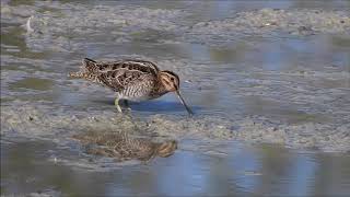 Wilsons Snipe at Holland Landing, Ontario