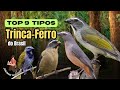 TOP 9  Diferentes Tipos de  Trinca Ferro Existentes no Brasil &quot;JUNINHO Ornitólogo&quot;