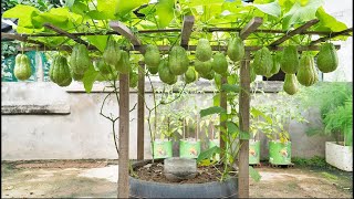 Great secret to growing chayote, lots of fruit but low cost