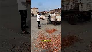Workers Spreading Thousands of Shrimp to Dry in the Sun 🦐 #factory #shorts