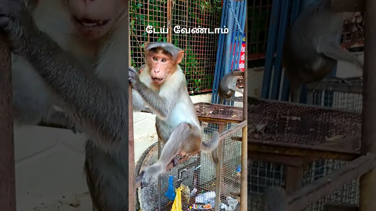 Angry monkey. monkey. macaca. macaque. bandar. kurangan. monyet. korangu. korangan. sharngakavu.ling