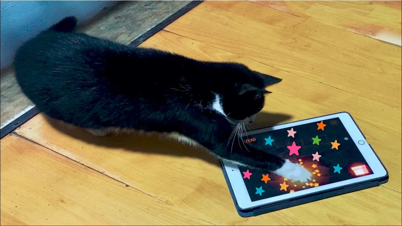 Cat Playing On An iPad YouTube