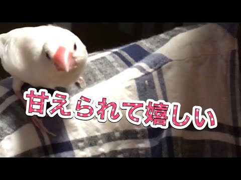 sweet voice of Java sprrow文鳥３ヶ月　甘えた可愛い声