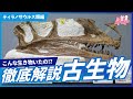 【古生物学】RPNP古生物学ニュース「2026年最新!ティラノサウルス類編」#恐竜 #化石 #解説