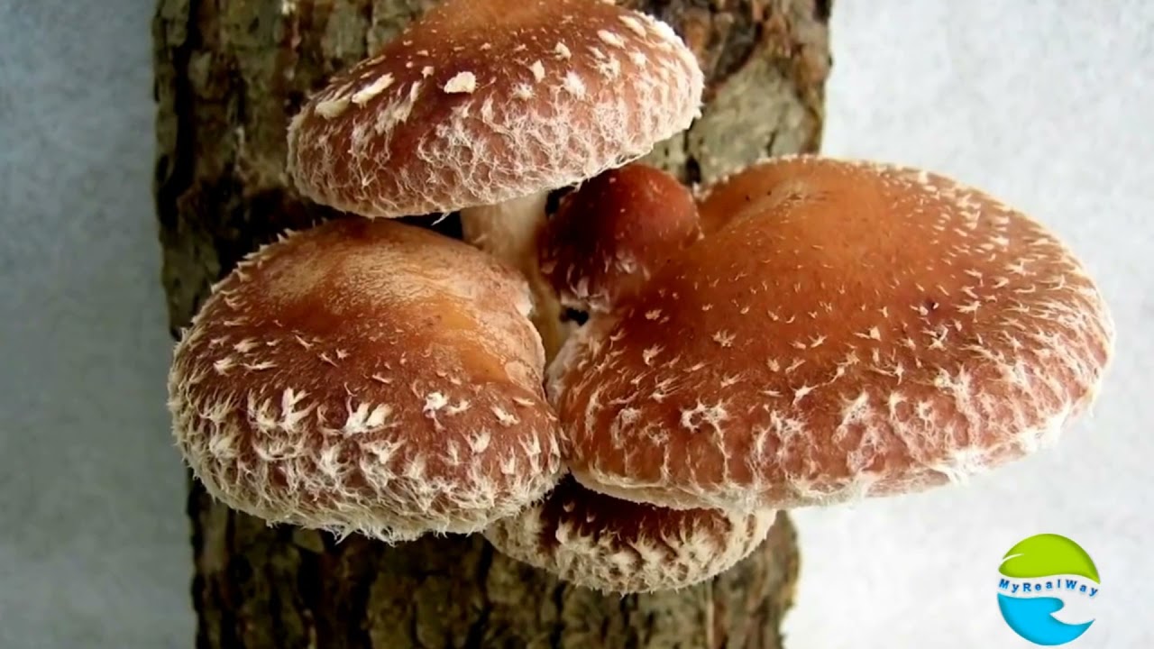 ПСП комплекс Lentinula edodes - 70% экстракт пептид-полисахаридов лечебного гриба Шиитаке