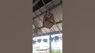 suara burung rambatan betina