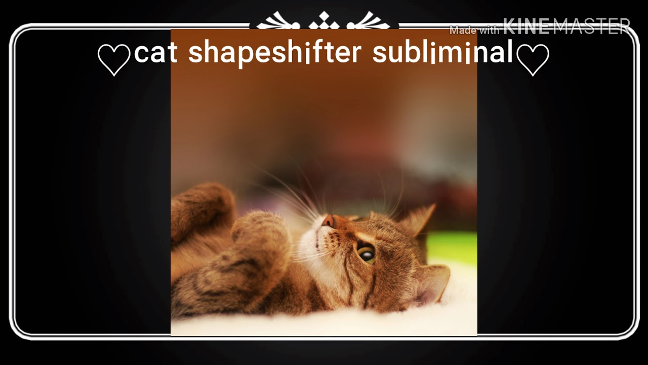a cat shapeshifter subliminal ^Powerful^ YouTube