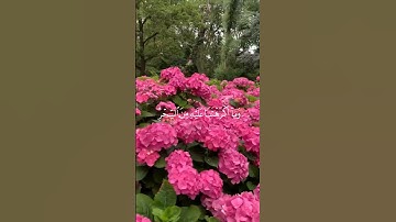 سورة طه الآية (73) القارئ شريف مصطفى #قرآن